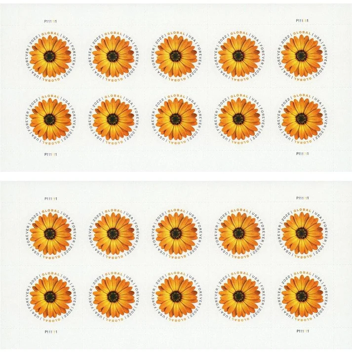 Global African Daisy 2022 - Image 2