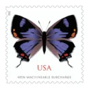 Colorado Hairstreak 2021