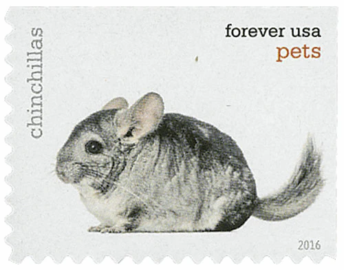 Pets Celebrate Animals 2016 - Image 6