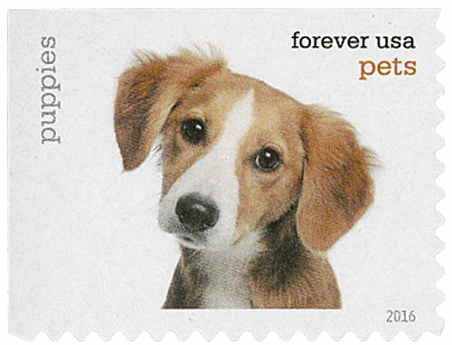 Pets Celebrate Animals 2016 - Image 17