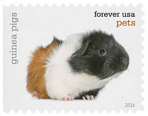 Pets Celebrate Animals 2016 - Image 9