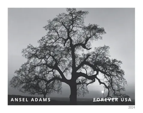 Ansel Adams 2024 - Image 3