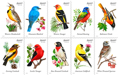 Songbird 2014 - Image 3